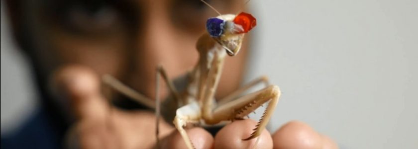 Praying Mantiss’ Stereopsis Could Help Develop More Effective Robot Eyes.