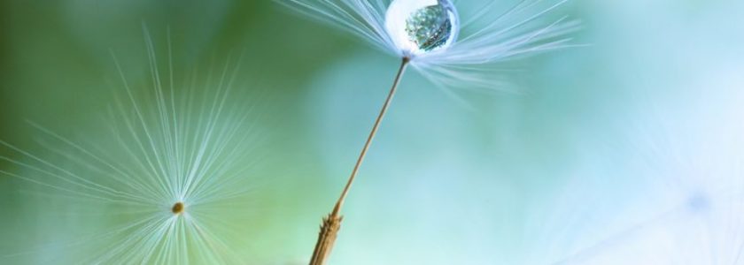 Bitcoin Developers Build Prototype for ‘Dandelion’ Privacy Tool