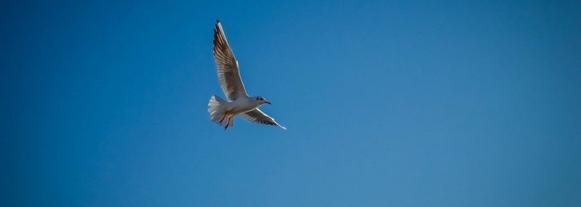 Radars Will Not be Able to Tell Bird-Like Drone from Real Birds