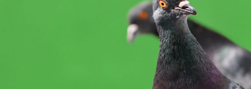 ‘Bitcoin Bug’ Exploited on Crypto Fork as Attacker Prints 235 Million Pigeoncoins ($15,000)