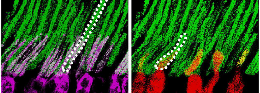 Incredible Experiment Gives Infrared Vision to Mice — and Humans Could Be Next