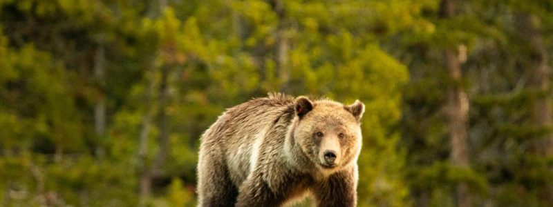 Cybercriminals Impersonate Russian APT ‘Fancy Bear’ to Launch DDoS Attacks
