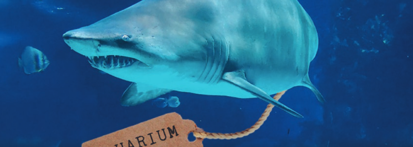 “Aquarium Leaks”. Inside the GRU’s Psychological Warfare Program – Russia ’s Secret Propaganda Unit.